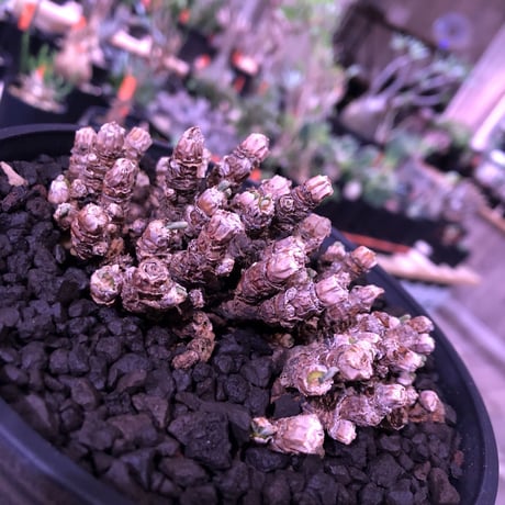 monilaria   pisiformis《S  size》※モニラリア属　最上位種　激希少群生株 ※冬型caudex‼︎   ※浅鉢植え