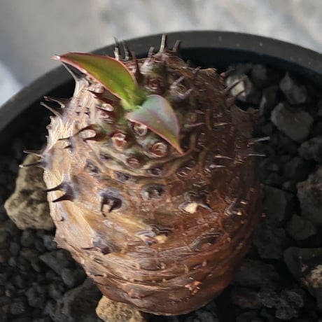 euphorbia  pachypodioides《M size 》※現地球株発根済※ボコボコ立体的樹形‼︎葉表がグリーンで葉裏とお花が紫なのが魅力的※mad black bowl pot植え