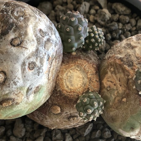 tephrocactus geometricus 《LL size》激希少‼︎※現地球株発根済※実生株＆カキ仔株でないと流通がほぼないため所持率も極めて低き渾身の一株※black bowl pot植え