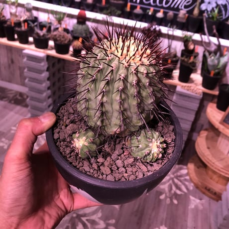 copiapoa   cinerea  var.columna-alba《M size》 発根済み株  ※国内8年株  bowl  marble  pot植え