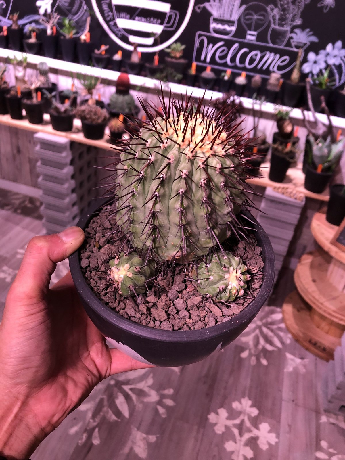 copiapoa cinerea var.columna-alba《M size》 発根