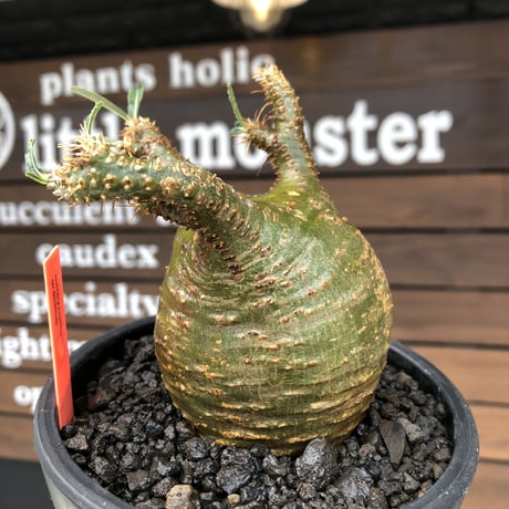 pachypodium  gracilius《M size》希少‼︎球体極green肌※現地球発根済株※かわいさmax球体樹形&極green肌な渾身の一株※mad black pot植え
