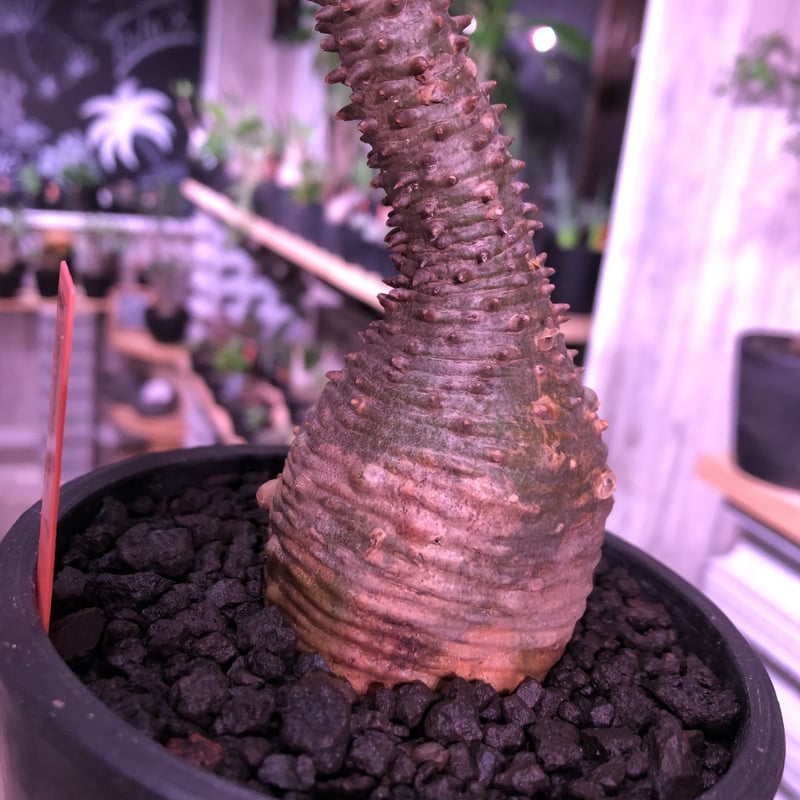 packypodium windsorii《Msize》現地球発根済み株‼︎今後の枝振りの展