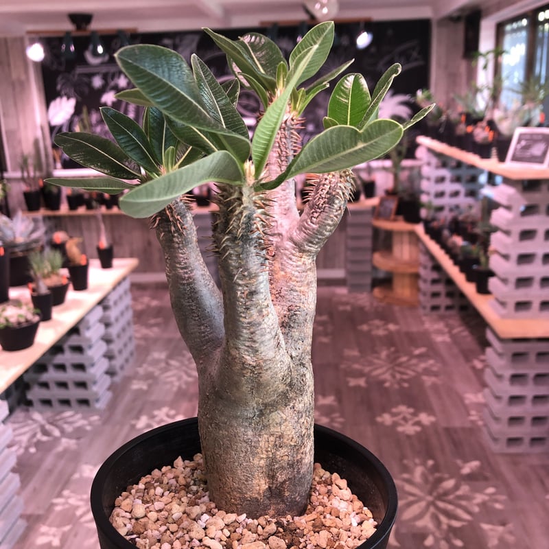 パキポディウム エニグマティクム　赤肌　発根済み Amazon.co.jp: 2頭 パキポディウム エニグマチカム 現地球 発根