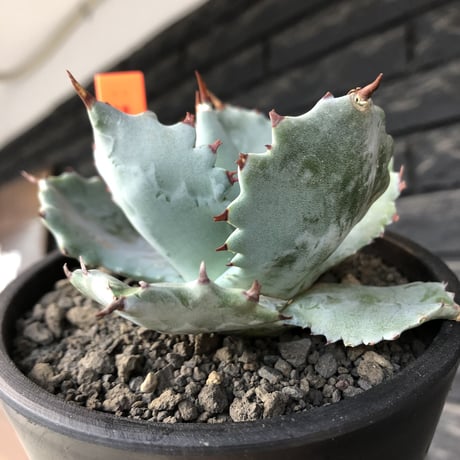 agave  isthmensis《M size》※現地球発根後店主国内管理2年株※weight低く締まり纏まり良き良バランス※mad black pot植え