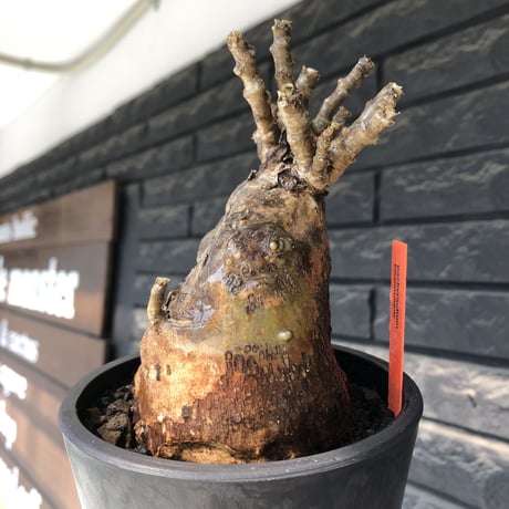 pachypodium bispinosum 《大きめM size》極希少‼︎激エグれ株※現地球発根後店主国内管理5年株※両A面な激しいエグれ生き様強き一株※mad black pot植え