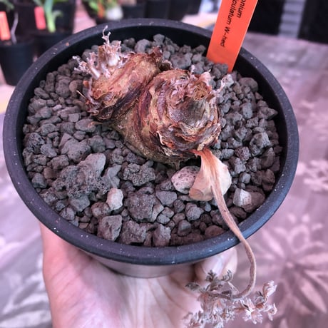 pelargonium  appendiclatum《M size》※店主個人株‼︎現地球発根済株※実生株しかまず出回る事のない激希少‼︎更にW-he'd‼︎🤩※mad black pot植え