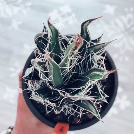 agave   filifera    schigigera    wave