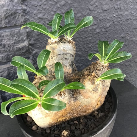 packypodium  eburneum《L size》※現地球発根済株※荒く立体的な肌質にエブレらしからぬsilver色の二面性感じるwild美肌株※mad black bowl pot植え