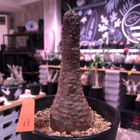euphorbia   pachypodioides《M size 》※ボコボコ肌が特化し、葉の表がグリーンで葉裏と開花時の花が紫なのが更に魅力的で人気な一株‼︎