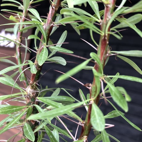 fouquieria  purpusii《大きめM size》希少大きめ株※現地球発根済株※株元大きめのbalance＆肌質＆特化した美しい柄‼︎オススメ株※mad black pot植え