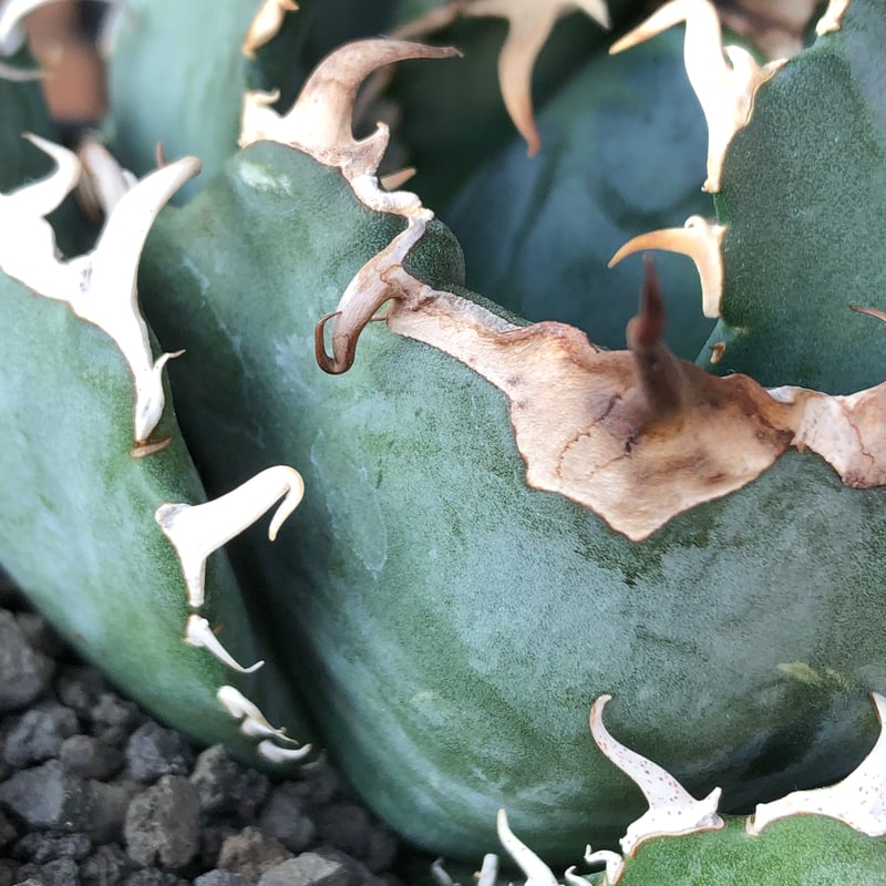agave titanota 白鯨強棘陽炎bowl type《L size》※現地球株発根済