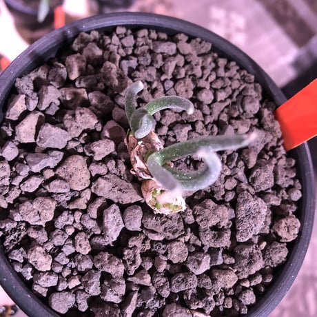 monilaria   pisiformis《SS  size》※現地球発根済株※モニラリア属　（最上位激希少種）※冬型caudex‼︎   ※mad black bowl pot植え