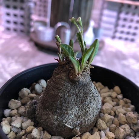 euphorbia    fish bone《S  size》おススメ株