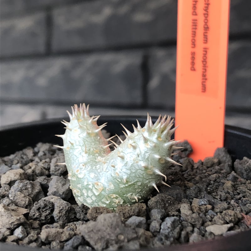 pachypodium inopinatum w-he'd《S size》※littmon s