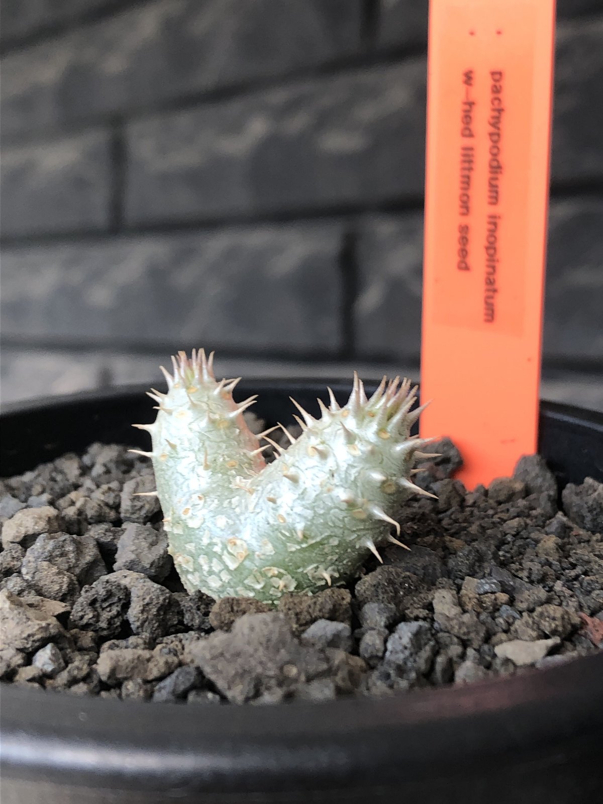 pachypodium inopinatum w-he'd《S size》※littmon s