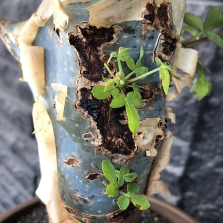 commiphora  holtziana《大きめLL size》驚愕‼︎極太株第3弾‼︎※現地球発根後店主国内管理3年株※渋さ佇まいが堪らない大株※brown marble bowl pot植え