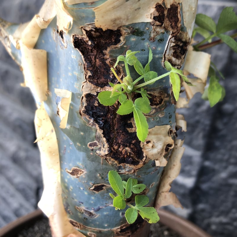 commiphora holtziana《大きめLL size》驚愕‼︎極太株第3弾‼︎※現