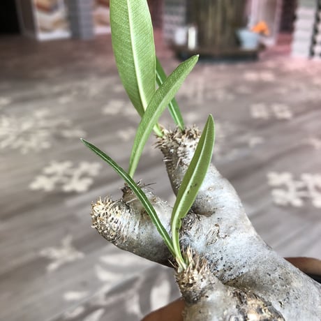 packypodium  inopinatum《S size》