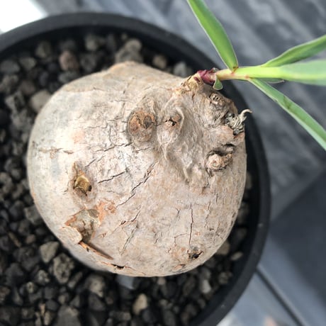 euphorbia trichadenia《LL size》※現地球株発根済※驚愕‼︎極めて荒々しくwildならしからぬ出立ちが堪らない両A面な大株※mad black bowl pot植え