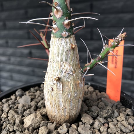 fouquieria  purpusii《L size》激希少大株‼︎※現地球発根済株※店主国内管理7年株※ビッグな壺型の最高品質‼︎昨今流通極少な渾身の一株‼︎※mad black pot植え