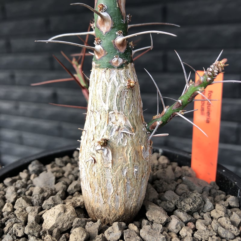 fouquieria purpusii《L size》激希少大株‼︎※現地球発根済株 fouquieria purpusii《L size》激希少大株‼︎※現地球発根済株