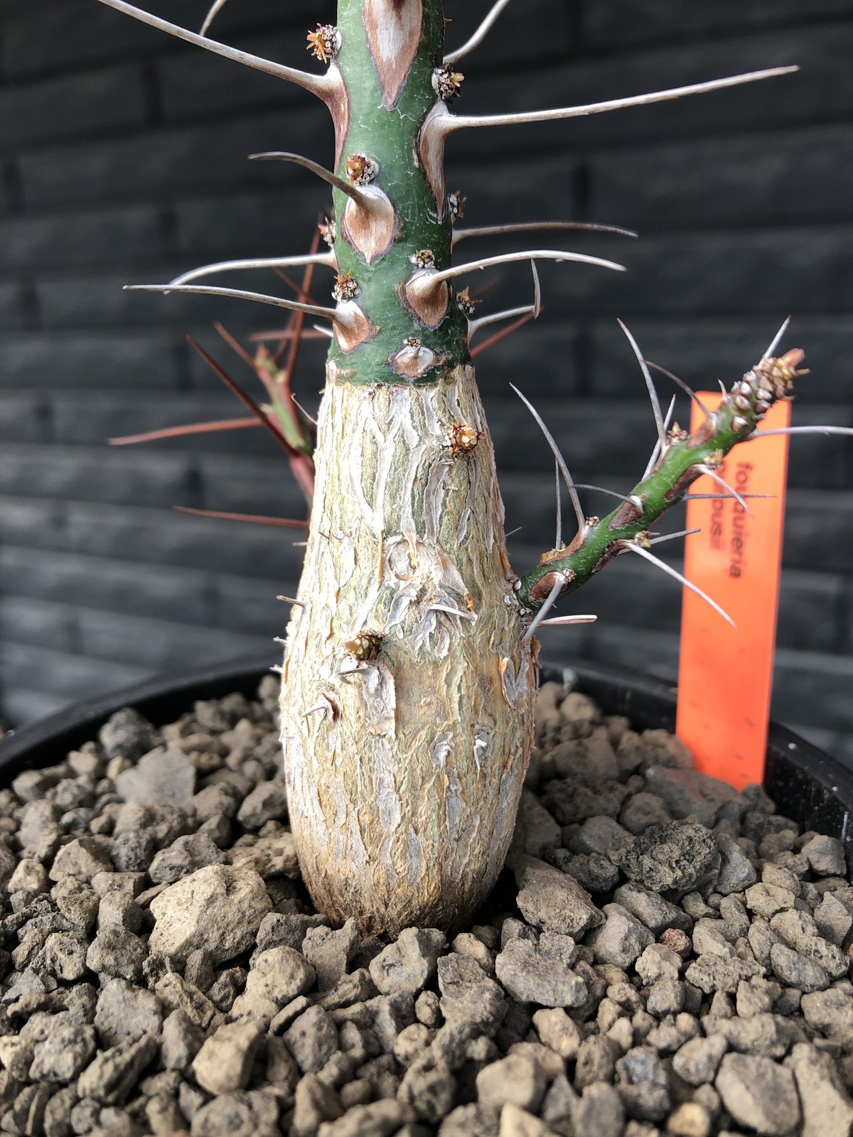 fouquieria purpusii《L size》激希少大株‼︎※現地球発根済株 fouquieria purpusii《L size》激希少大株‼︎※現地球発根済株