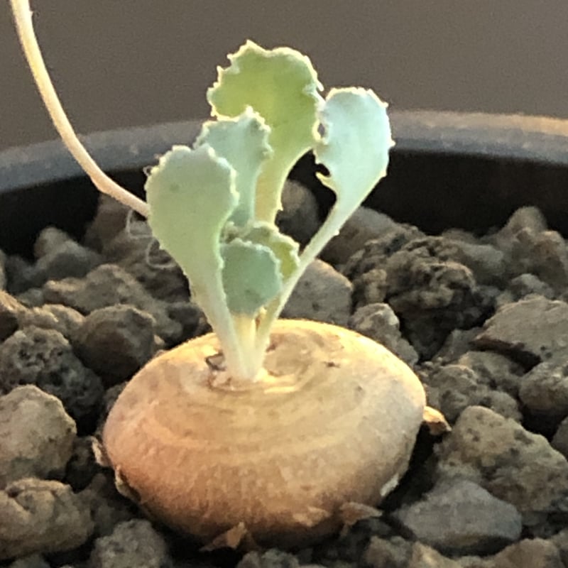 othonna cacalioides《大きめS size》激希少‼︎現地球発根後店主