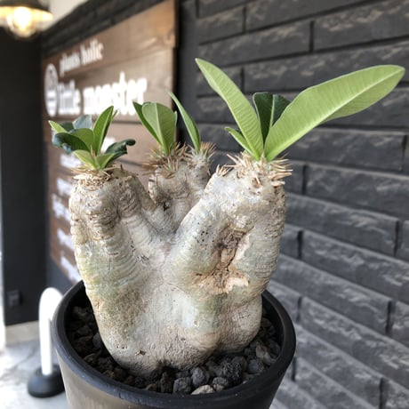 パキポディウムエブレネウム現地球 パキポディウム エブレネウム Pachypodium eburneum | mana's fa