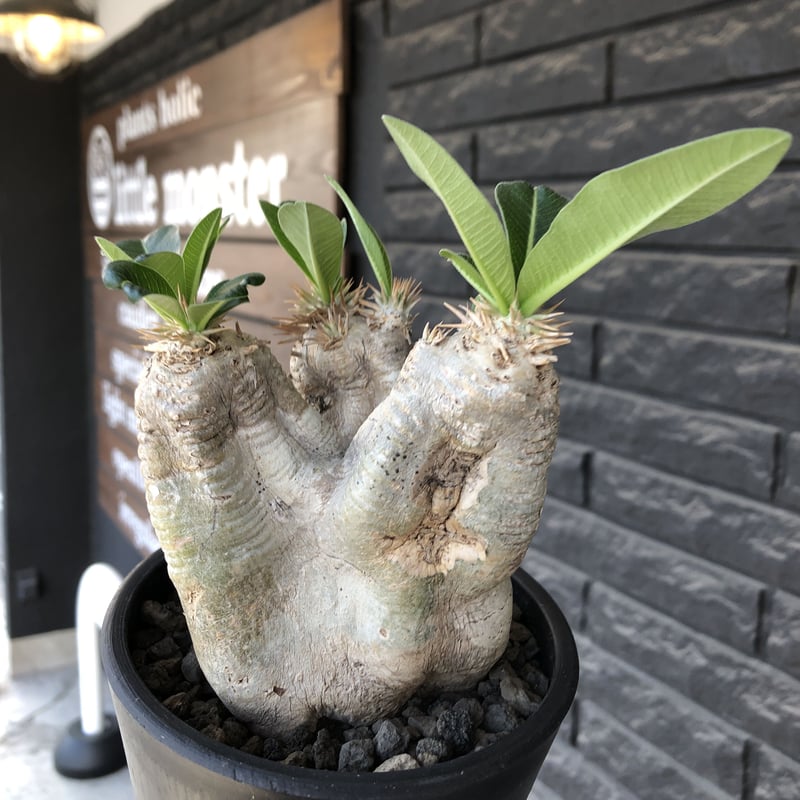 パキポディウム エブレネウム Pachypodium eburneum ② パキポディウム エブレネウム Pachypodium eburneum | mana's fa