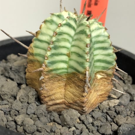 euphorbia  meloformis 錦《M size 》※現地球株発根済※小振り過ぎない良きサイズ感の綺麗な一株※mad black pot植え