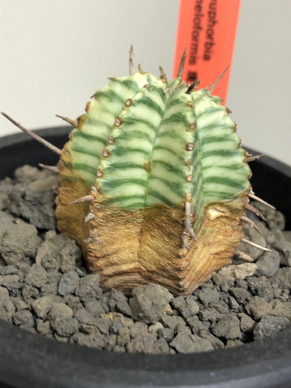 euphorbia meloformis 錦《M size 》※現地球株発根済※小振り過ぎな