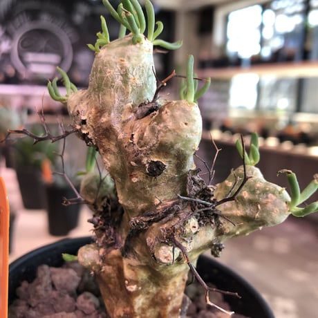 tylecodon   reticulatus《万物想》