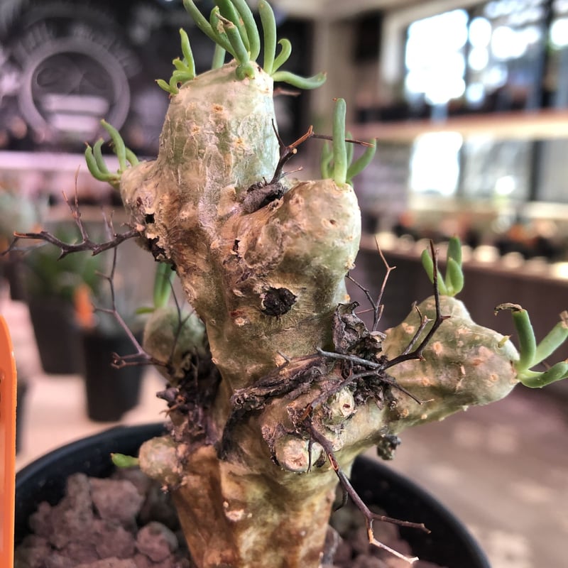 Tylecodon reticulatus 万物想 塊根植物 Amazon｜【現品限り】チレコドン・レティキュラータス 現地株 発根済み