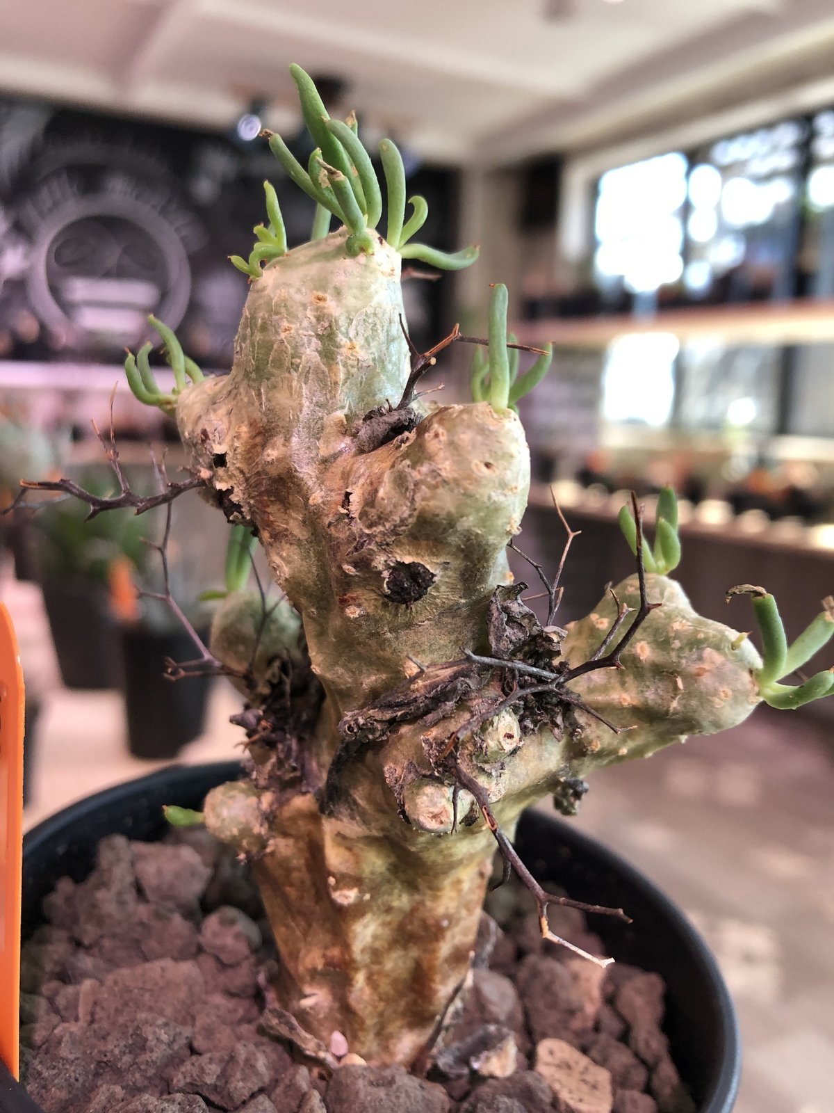 tylecodon reticulatus《万物想》 | plants holic