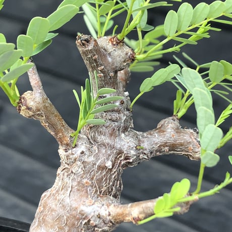 senna  meridionalis《 M size》※現地球発根後店主国内管理3年株※大変幹の色が濃く特化した肌質のセンナ‼︎強剪定繰り返した上品仕立て‼︎※mad black pot植え