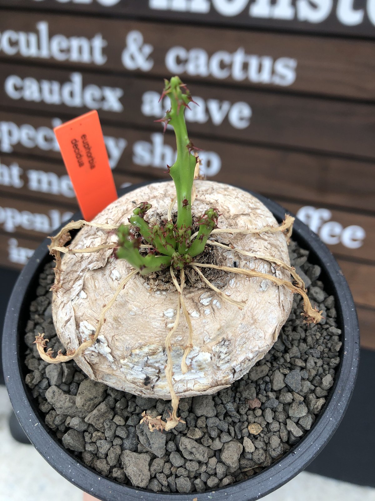 euphorbia decidua《小さめL size  》※現地球発根後店主国内管理6年株※偏平まん丸樹形‼︎ギャップ萌えな棘を持つ多肉葉も可愛い一株※mad black bowl pot植え