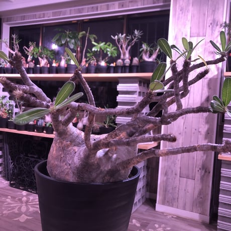packypodium  gracilius《L L size》※現地球発根済み株‼︎ ※激しくwild過ぎるほどの枝振りが最高株なグラキ※令和二年記念‼︎リトモン驚愕株🤩No.②