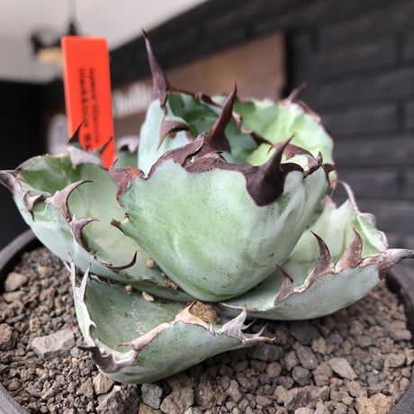 agave titanota black&blue 強棘《M size》選抜株※現地球株発根済※極めて纏まり締まり良き厳つさが堪らないワイルド株※mad black pot植え