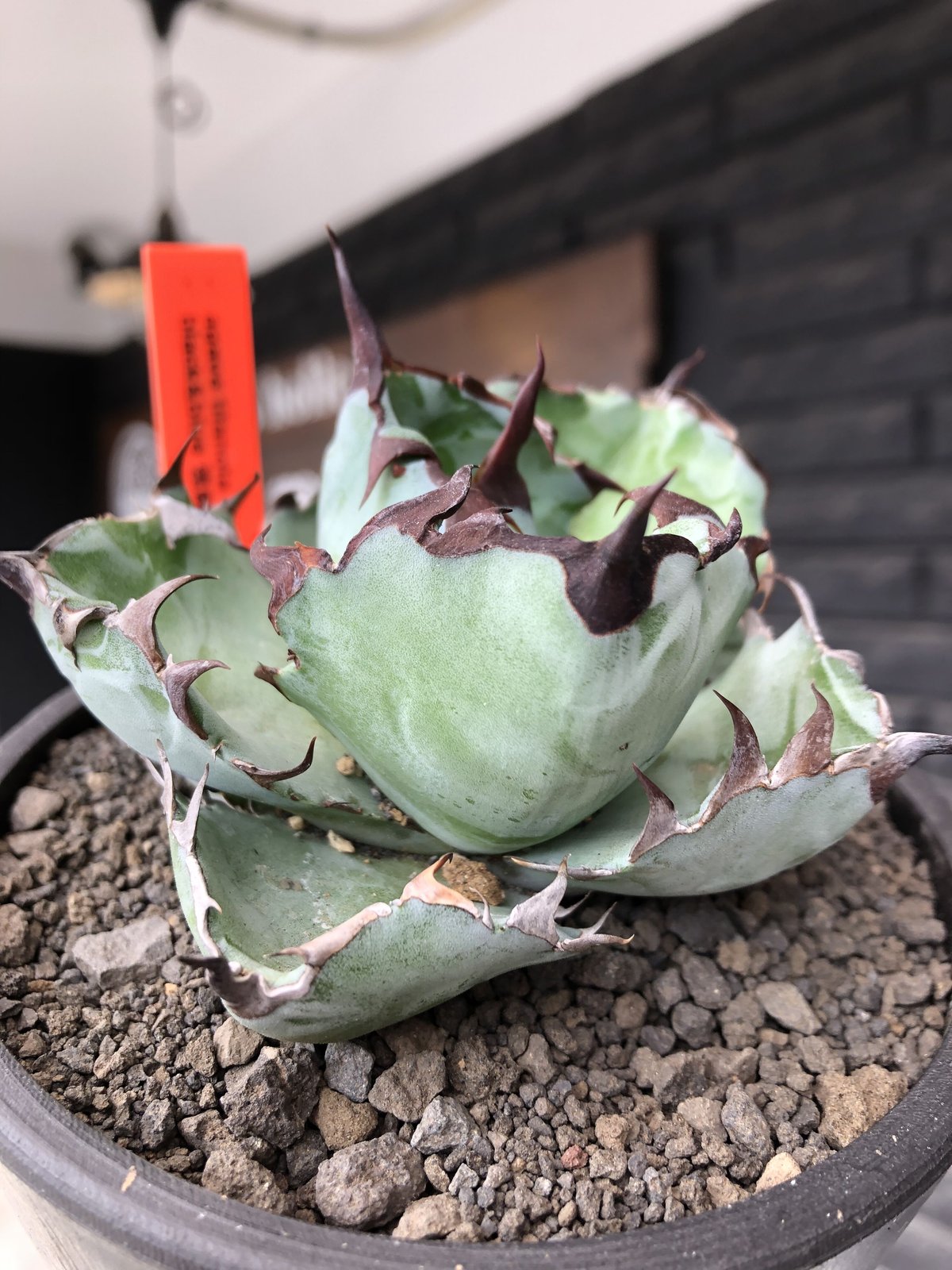 agave titanota black&blue 強棘《M size》選抜株※現地球株発根済...