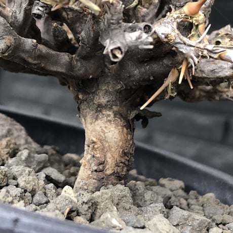 sarcocaulon  vanderietiae《大きめM size》※現地球発根後店主国内管理3年株※希少春秋型種‼︎weight低く枝間密な纏まり良き一株※mad black pot植え