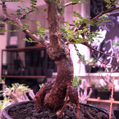 opercullicarya  packypus  littmon  seed🌱 《13年目株》※幹も太く表皮のボコボコも強く出た当店作り込み長き丈の締まったパキプス※mad black pot植え