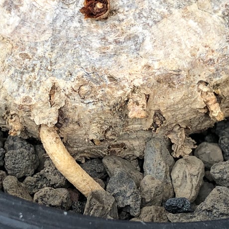 eriospermum mackenii《L size》※現地球株発根済※中々出会えないエリオスペルマムきっての希少大型夏型種で大株‼︎※black bowl pot植え