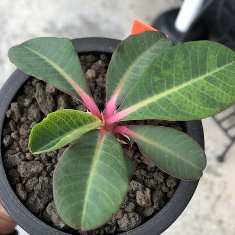 euphorbia viguieri《S size》※現地球株発根済※小振りでピンクカラーが可愛すぎる一株‼︎※mad black pot植え