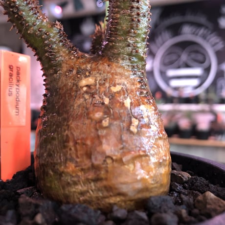 pachypodium  gracilius《S size》極赤肌 &現地焼け株※現地球発根済株※店主国内管理2年株※小振りでも大変赤み強きかっこいい一株‼︎※mad black pot植え