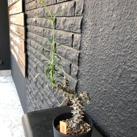 ceropegia   dimorpha《M size》