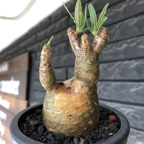 pachypodium gracilius《大きめS size》希少‼︎green肌＆現地焼け肌※現地球発根後店主国内管理2年株※かわいい樹形に荒々しい現地焼けも魅力※mad black pot植え