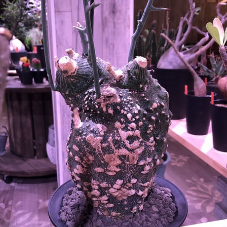 adenia   globosa《L size》