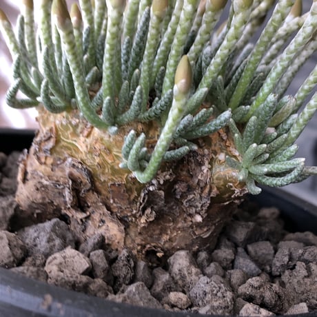 avonia  alstonii《XL size》※現地球発根後店主国内管理13年株※年代物且つ驚愕big株‼︎二度と手に入らないサイズ感‼︎ver.pink花※ mad black pot植え