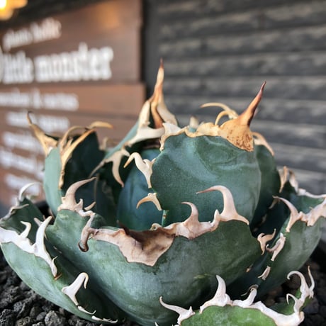 agave titanota  白鯨強棘陽炎bowl type《L size》※現地球株発根済※ウネウネ最高の鋸歯に幅広肉厚ボウルタイプ※black bowl pot植え